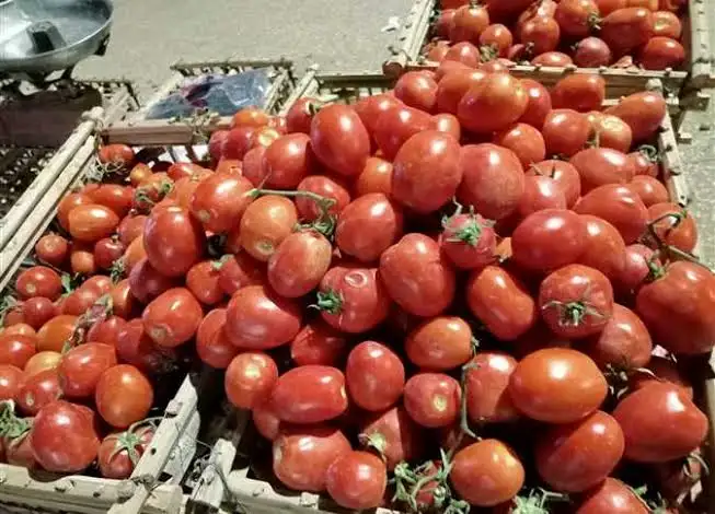 أسعار الطماطم